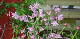 Аквилегия (Aquilegia)