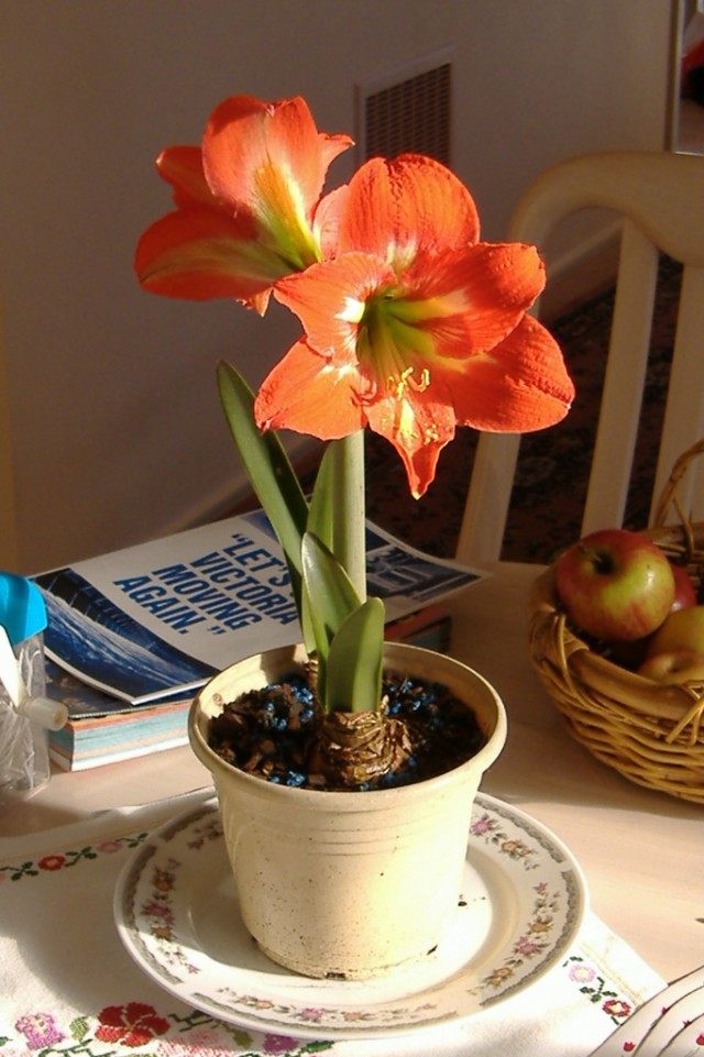 Гиппеаструм (Hippeastrum) Гиппеаструм (Hippeastrum)
