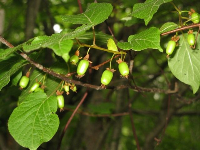 Актинидия коломикта (Actinidia kolomikta) Актинидия коломикта (Actinidia kolomikta)