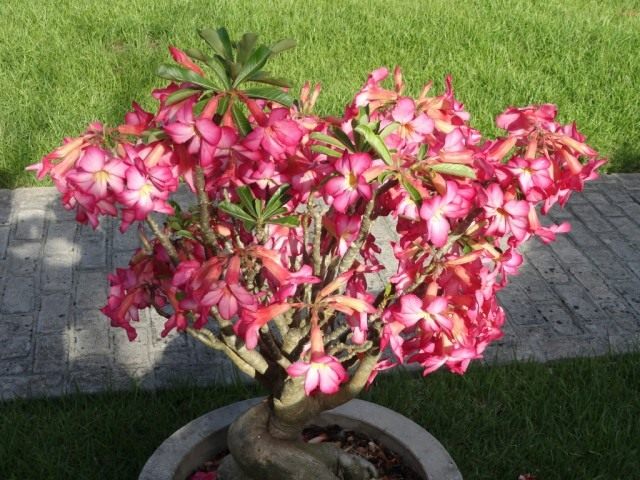Адениум тучный (Adenium obesum) Адениум тучный (Adenium obesum)