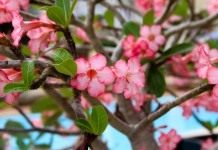 Адениум тучный (Adenium obesum)