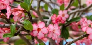 Адениум тучный (Adenium obesum)
