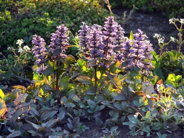 Живучка ползучая (Ajuga reptans) Живучка ползучая (Ajuga reptans)