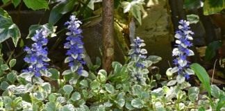 Живучка ползучая «Вариегата» (Ajuga reptans 'Variegata')