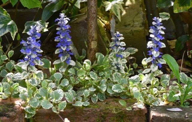 Живучка ползучая «Вариегата» (Ajuga reptans 'Variegata') Живучка ползучая «Вариегата» (Ajuga reptans 'Variegata')