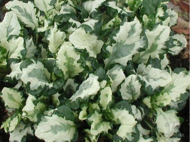 Живучка ползучая «Арктик Фокс» (Ajuga reptans 'Arctic Fox') Живучка ползучая «Арктик Фокс» (Ajuga reptans 'Arctic Fox')