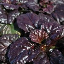 Живучка ползучая «Блэк Скэллоп» (Ajuga reptans 'Black Scallop') Живучка ползучая «Блэк Скэллоп» (Ajuga reptans 'Black Scallop')