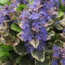 Живучка ползучая «Бургунди Глоу» (Ajuga reptans 'Burgundy Glow') Живучка ползучая «Бургунди Глоу» (Ajuga reptans 'Burgundy Glow')