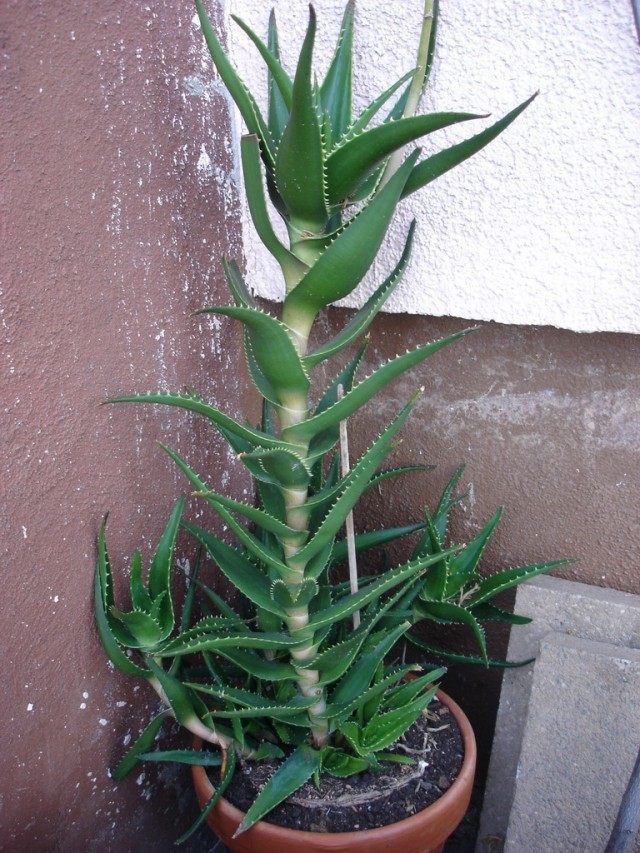 Алоэ настоящее (Aloe vera)