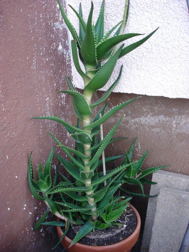 Алоэ настоящее (Aloe vera) Алоэ настоящее (Aloe vera)