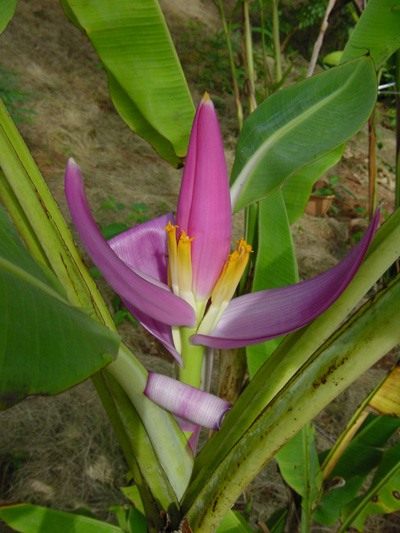 Цветок банана (Banana flower)