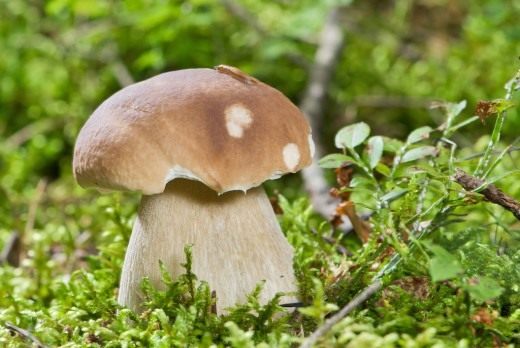 Белый гриб (Boletus edulis) Белый гриб (Boletus edulis)