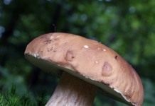 Белый гриб (Boletus edulis)