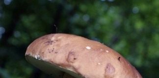 Лесные гости - Сад и огород Белый гриб (Boletus edulis)