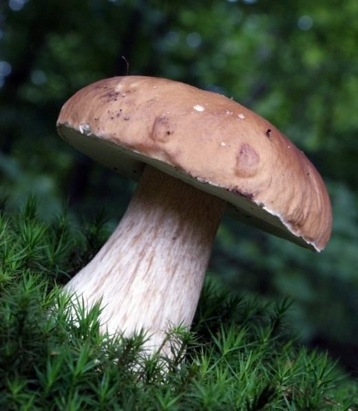 Белый гриб (Boletus edulis) Белый гриб (Boletus edulis)