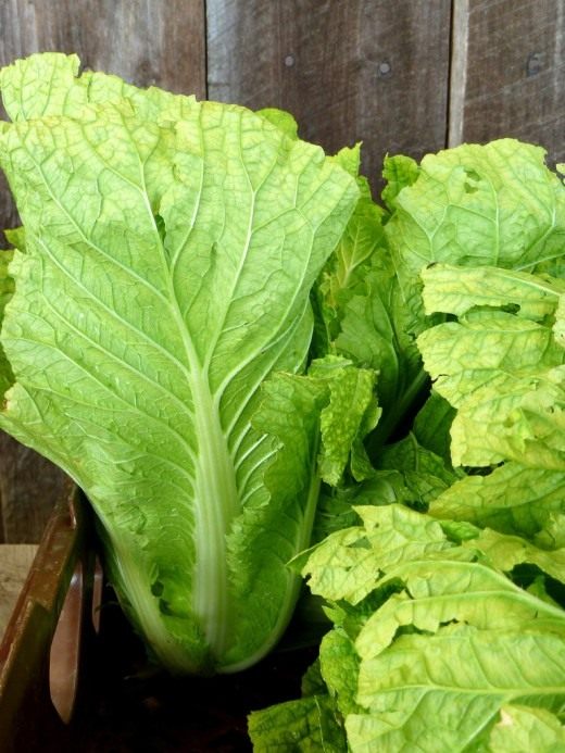 Пекинская капуста (Brassica Pekinensis)
