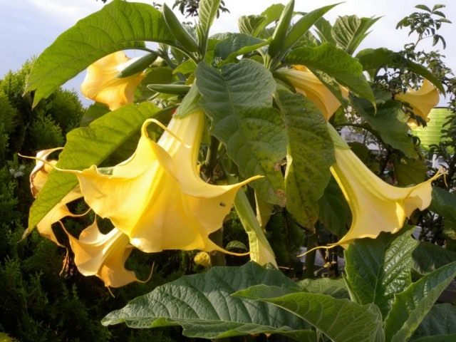 Бругмансия (Brugmansia) Бругмансия (Brugmansia)