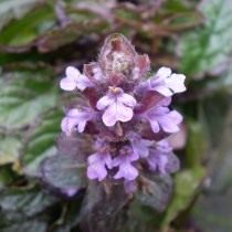 Живучка ползучая «Атропурпуреа» (Ajuga reptans 'Atropurpurea') Живучка ползучая «Атропурпуреа» (Ajuga reptans 'Atropurpurea')