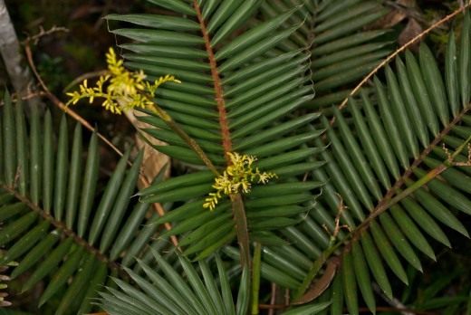 Ротанговая пальма (Rattan palm) Ротанговая пальма