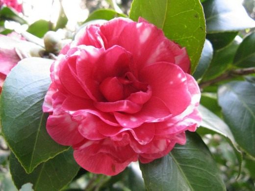 Камелия (Camellia)