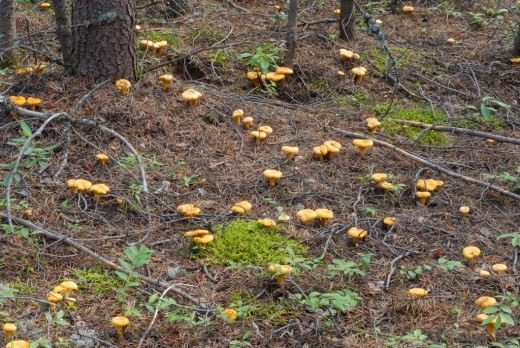Лисичка обыкновенная, или настоящая (Cantharellus cibarius) Лисичка обыкновенная, или настоящая (Cantharellus cibarius)