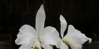 Каттлея (Cattleya)