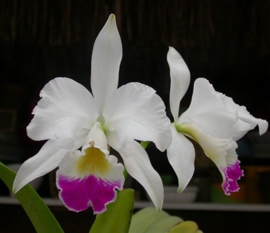 Каттлея (Cattleya)