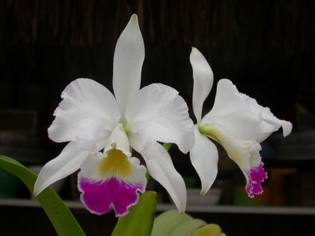 Каттлея (Cattleya) Каттлея (Cattleya)