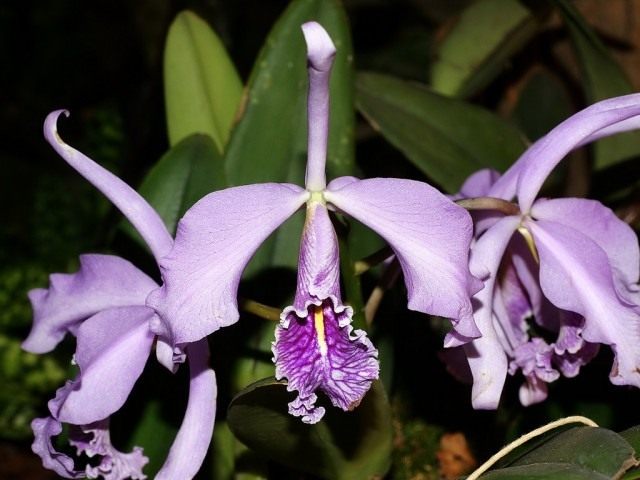 Каттлея (Cattleya) Каттлея (Cattleya)