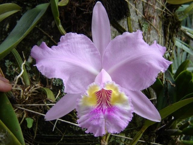 Каттлея (Cattleya) Каттлея (Cattleya)