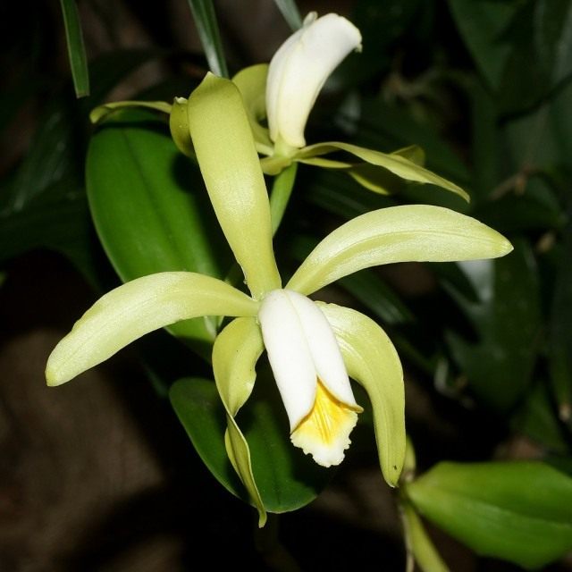 Каттлея (Cattleya) Каттлея (Cattleya)