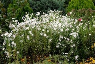 Хризантема поздняя или осенняя (Chrysanthemum serotinum) Хризантема поздняя или осенняя (Chrysanthemum serotinum)