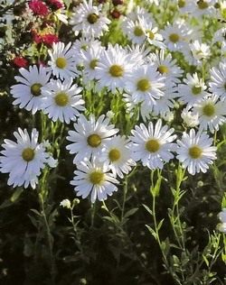 Хризантема поздняя или осенняя (Chrysanthemum serotinum) Хризантема поздняя или осенняя (Chrysanthemum serotinum)