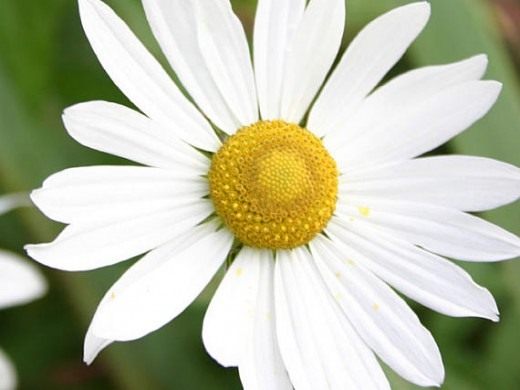 Хризантема поздняя или осенняя (Chrysanthemum serotinum) Хризантема поздняя или осенняя (Chrysanthemum serotinum)