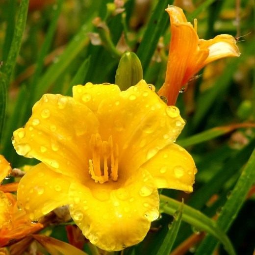 Лилейник (Daylily)