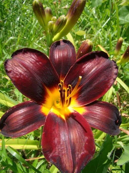 Лилейник (Daylily)