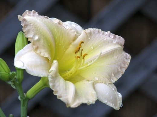 Лилейник (Daylily)