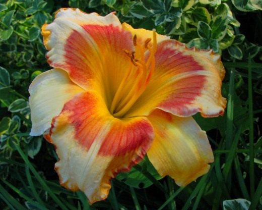 Лилейник (Daylily)