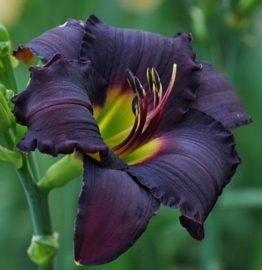 Лилейник (Daylily)