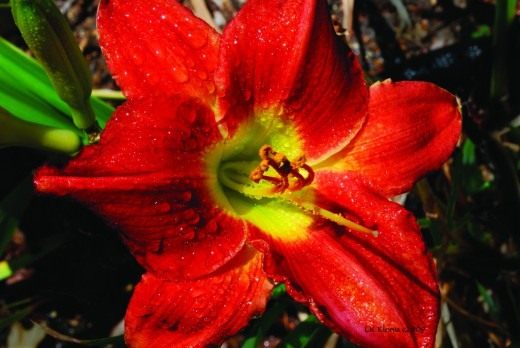 Лилейник (Daylily)