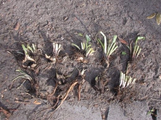 Разделенный корень Окопника (Divided root of comfrey)