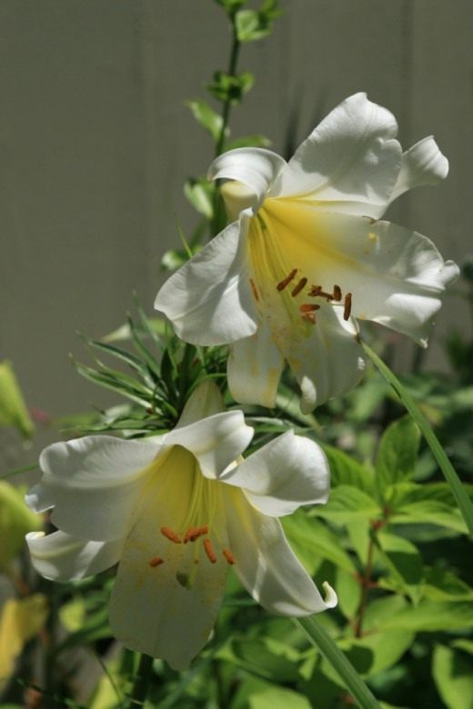 Лилия Длинноцветковый гибрид (Lily Candidum Hybrid) Лилия Длинноцветковый гибрид (Lily Candidum Hybrid)