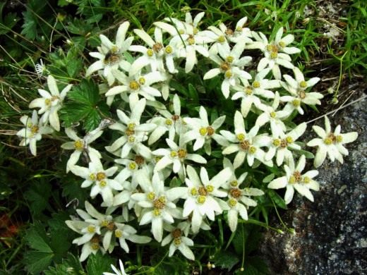 Эдельвейс (Edelweiss)