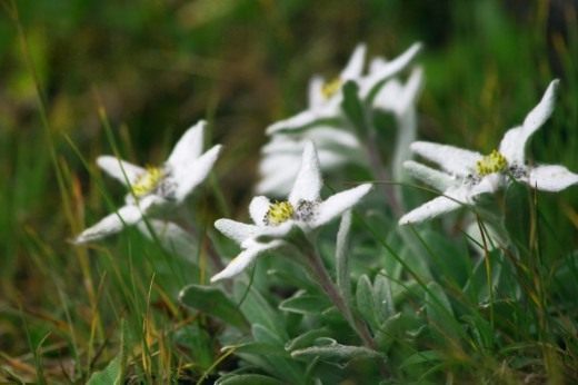 Эдельвейс (Edelweiss)
