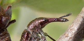 Вишнёвый слоник, или Вишнёвый долгоносик (Epirhynchites auratus)