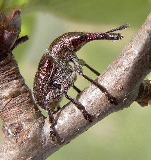 Вишнёвый слоник, или Вишнёвый долгоносик (Epirhynchites auratus) Вишнёвый слоник, или Вишнёвый долгоносик (Epirhynchites auratus)