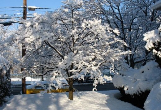Сад зимой (Garden in winter)