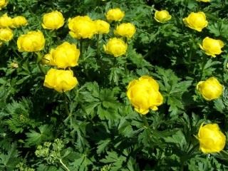 Купальница высочайшая (Trollius altissimus) Купальница высочайшая (Trollius altissimus)