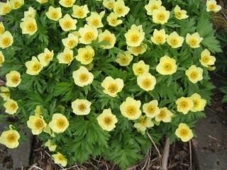 Купальница рыхлая (Trollius laxus) Купальница рыхлая (Trollius laxus)