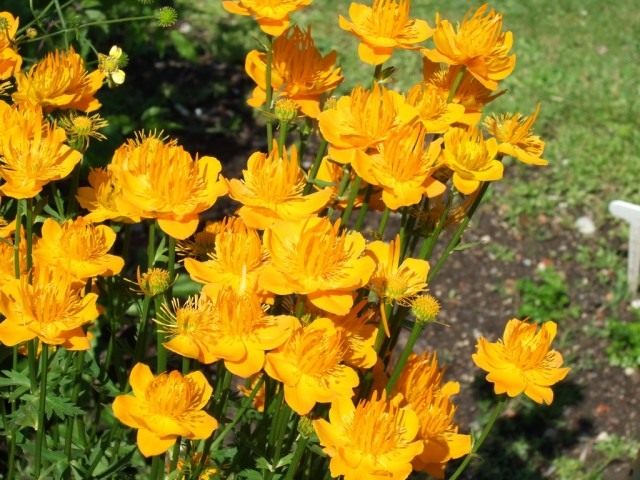 Купальница китайская (Trollius chinensis) Купальница китайская (Trollius chinensis)